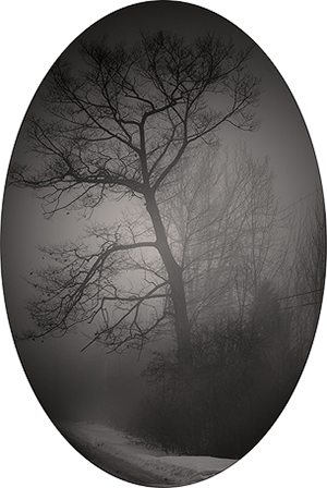 Blind Spot Series - Tree on Foggy County Road.