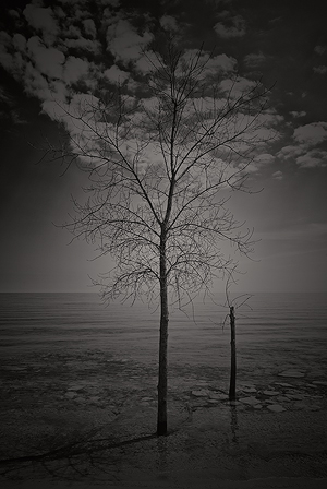 Blind Spot Series - A Sapling Standing in the High Water Table along Lake Michigan Shoreline