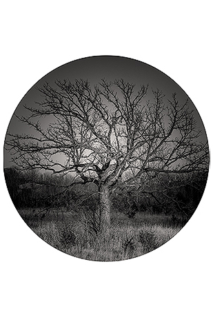 Blind Spot Series - Lone Tree left standing in a Farmer's Field