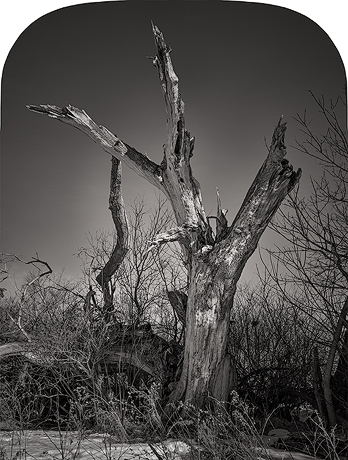 Blind Spot Series - Dead tree on field edge